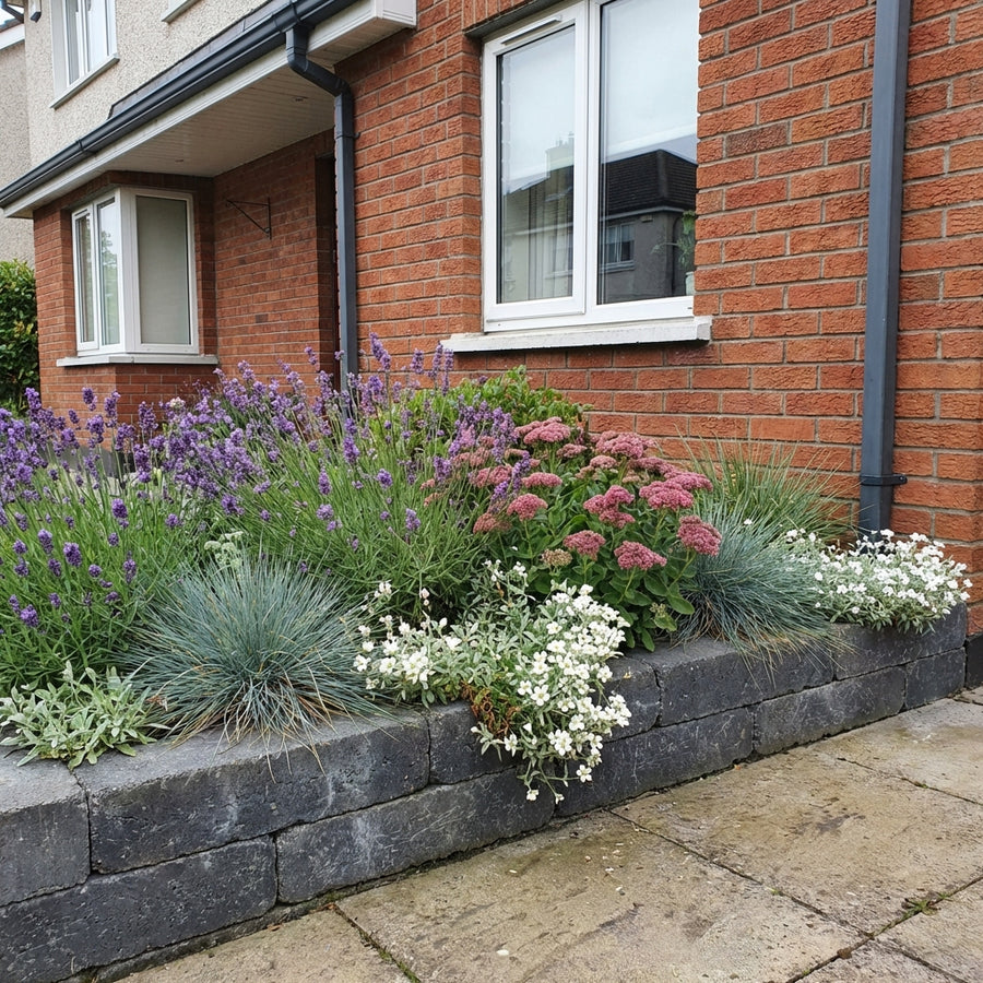 Perennial border garden bed with purple lavender, pink sedum, white alyssum and grey-green ornamental grasses against…