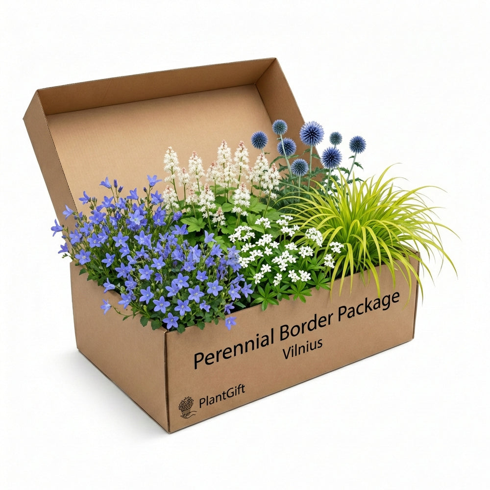 Healthy foliage and strong roots close-up of Perennial Border Package Vilnius