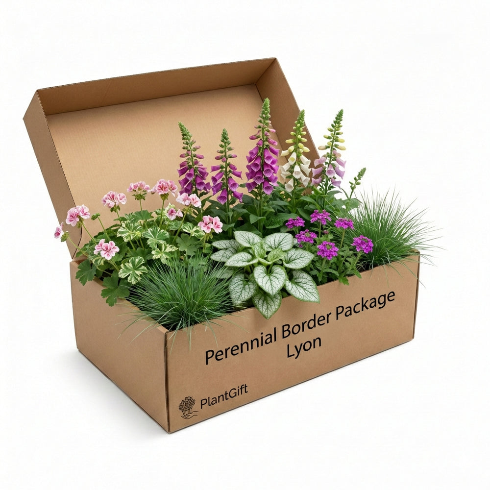 Healthy foliage and strong roots close-up of Perennial Border Package Lyon