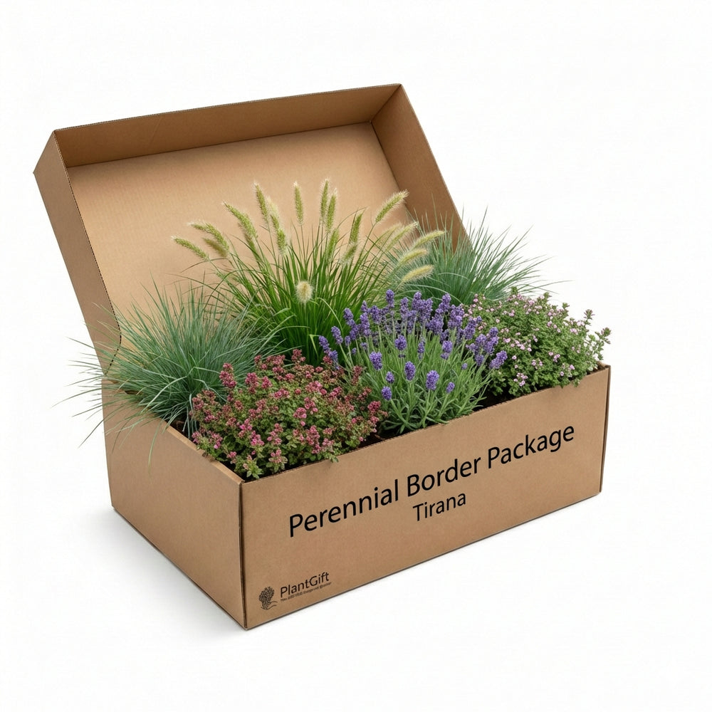 Healthy foliage and strong roots close-up of Perennial Border Package Tirana