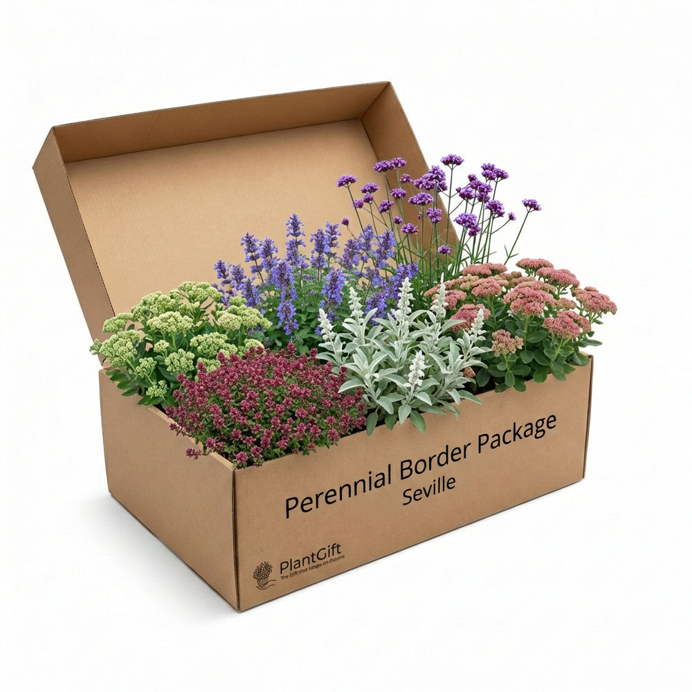 Healthy foliage and strong roots close-up of Perennial Border Package Seville