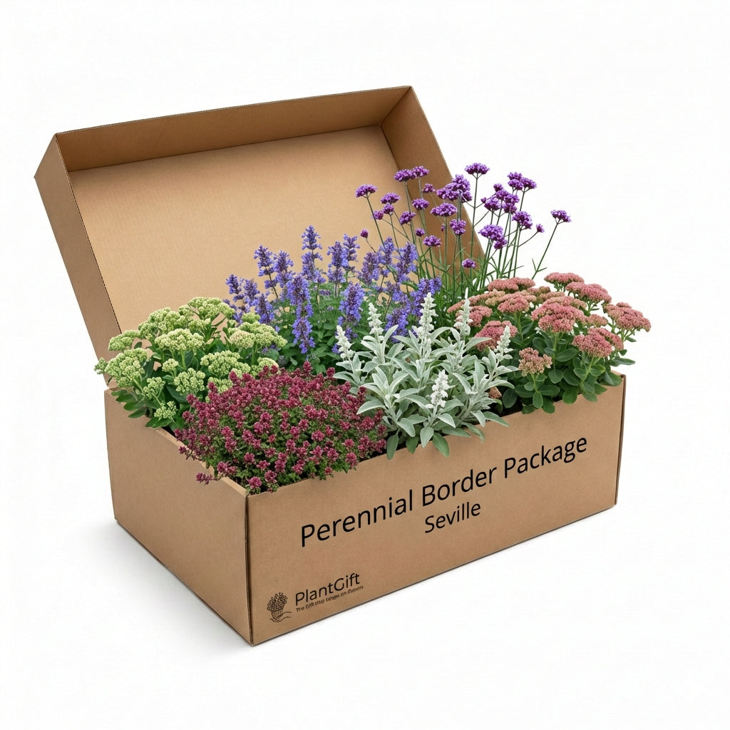 Healthy foliage and strong roots close-up of Perennial Border Package Seville